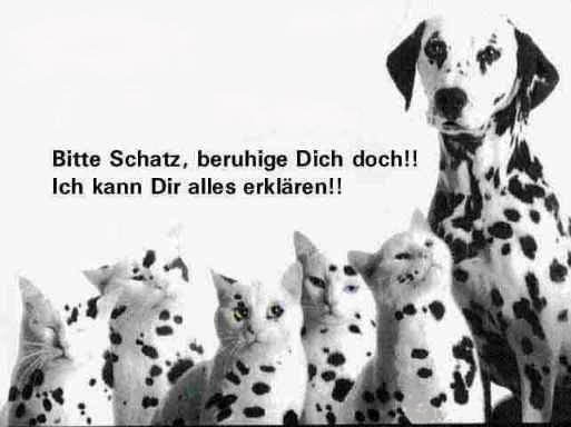 Dalmatiner