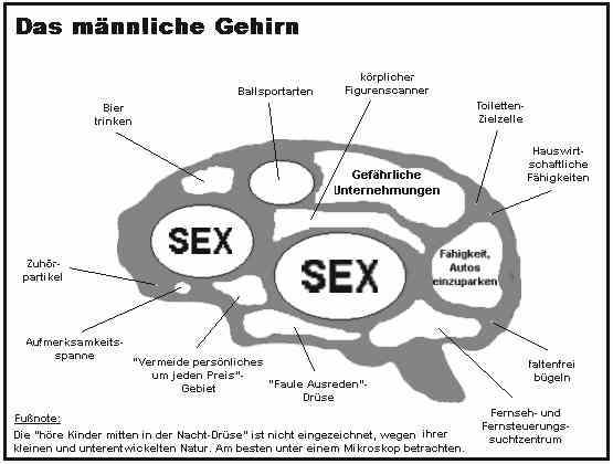 GEHIRN_mannlich