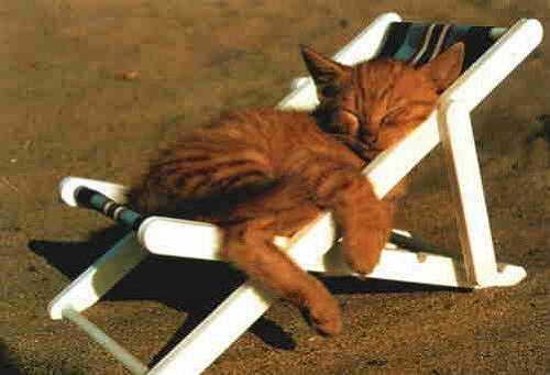 Katze in Liege