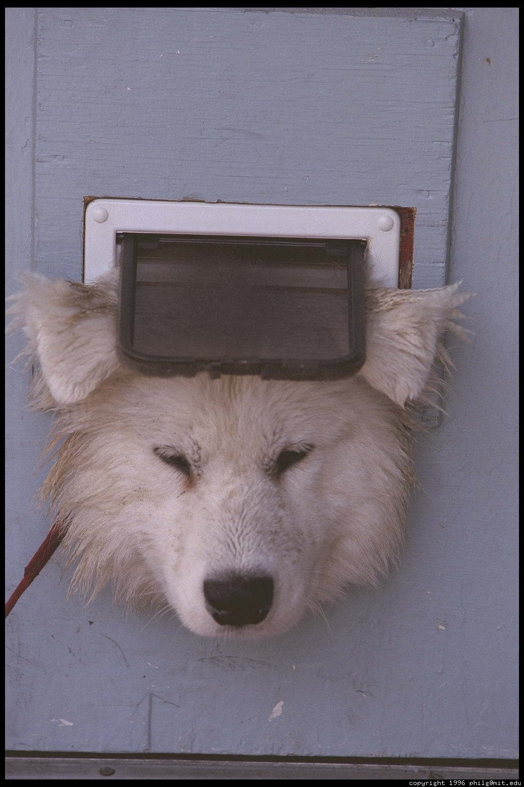 alex-in-cat-door-tight-44