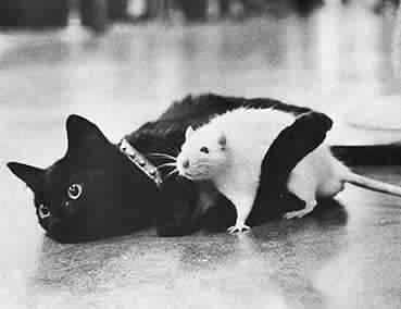 catrat