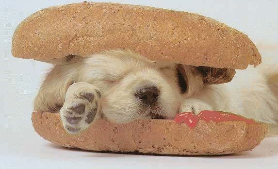 hotdog1