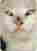 katze