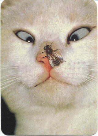 katze