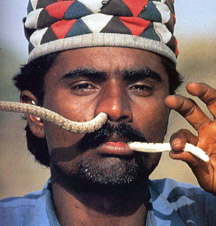 snake